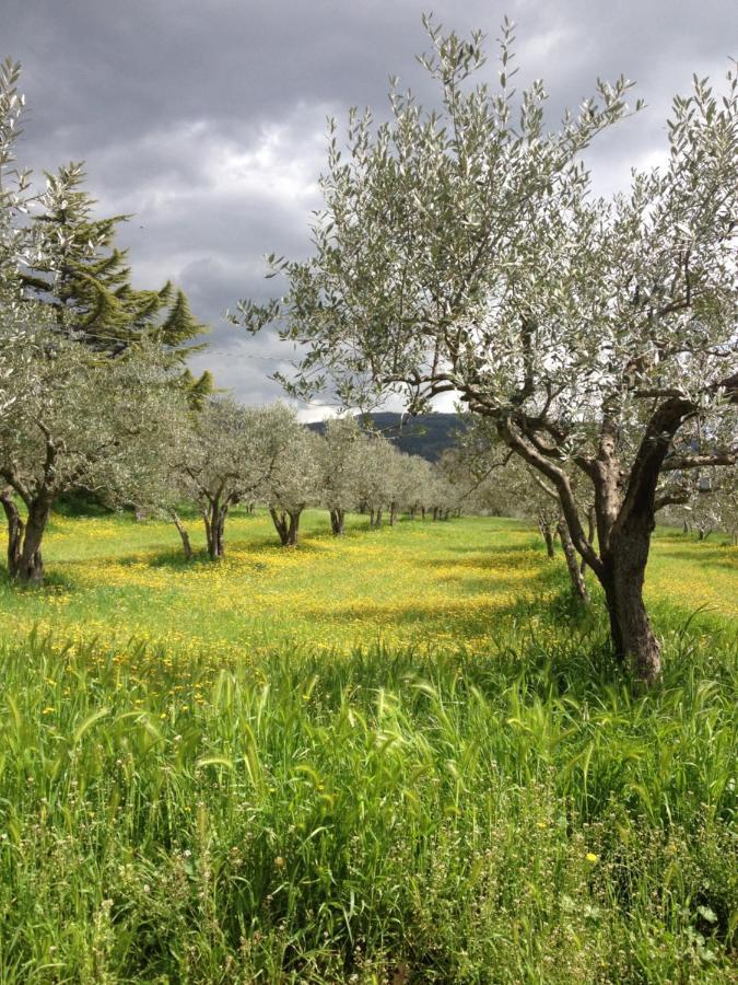 Gli Ulivi D'Argento Villa Assisi Exterior foto